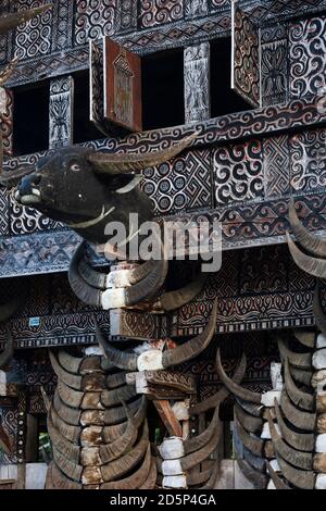 Vista verticale di alcune corna di bufalo e di una testa di bufalo, in legno dipinto e corna reali, appese su una façade tongkonan, Tana Toraja, Sulawesi Foto Stock