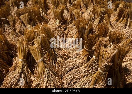 Primo piano orizzontale di un sacco di grappoli dorati di orecchie di riso che si asciugano al sole, Tana Toraja, Sulawesi, Indonesia Foto Stock