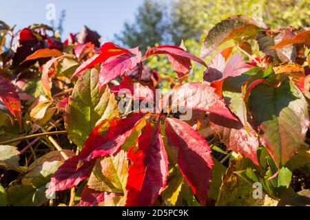 Primo piano di un superriduttore cremisi Virginia (Parthenocissus) Foto Stock