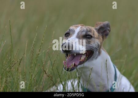 Lungo campo erba sfocia in uno sfondo verde pianura dietro questo cane levriero. Stanca di correre intorno fuori del cavo, lei si indossa e si sdraia. Foto Stock