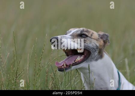 Cane levriero animale domestico mostra i suoi denti come lei pantaloni con la testa che pungono su erba lunga in un campo. Espressione eccitata, sana e felice, calda dal gioco. Foto Stock