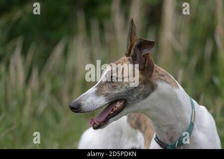 Vibrante ritratto orizzontale di un animale domestico bianco e ravviva levriero. Piante offuscate e sottobosco formano lo sfondo, espressione gioiosa ed eccitata. Foto Stock