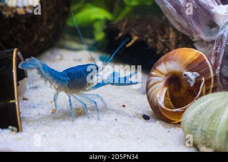 Primo piano su gamberi blu in un acquario con sabbia, struttura di granai e guscio di lumaca. Foto Stock