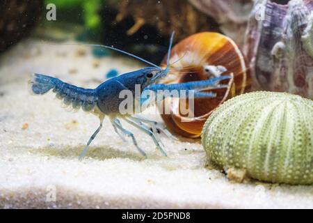 Primo piano su gamberi blu in un acquario con sabbia, struttura di granai e guscio di lumaca. Foto Stock