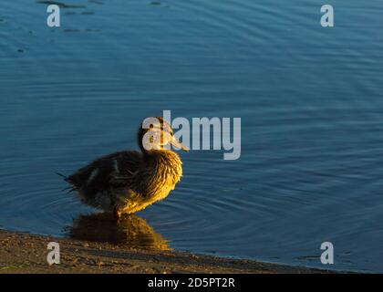 Un'anatroccoli che si gode l'alba e si posa per una foto mattutina Foto Stock