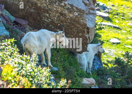 Capre di montagna nel Parco Nazionale di Glacier Foto Stock