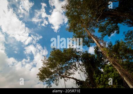 Il cielo blu nuvoloso e gli alberi presi dal basso Foto Stock