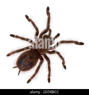 Vista dall'alto della tarantula bionda brasiliana pre-molt aka Nhandu tripepii. Isolato su sfondo bianco. Foto Stock