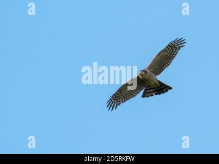 Selvatico femmina Sparrowwawk (Accipiter nisus) in lotta, Warwickshire Foto Stock