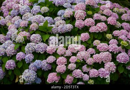 Fiori sfondo. Fiori di hydrangea. Decorazione. Flora neozelandese. Sfondo floreale Foto Stock