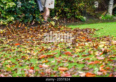 Un uomo che usa una soffiatrice a balestra per pulire l'autunno foglie da un giardino durante la caduta Foto Stock