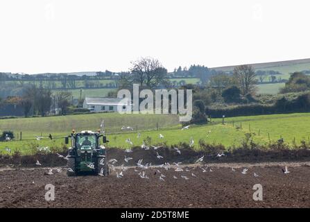 Agamartha, Carrigaline, Cork, Irlanda. 14 ottobre. Gli uccelli seguono l'appaltatore Lyndon Smith mentre semina grano invernale nella fattoria di John Griffin nella città di Agamartha fuori Carrigaline, Co. Cork, Irlanda. - credito; David Creedon / Alamy Live News Foto Stock