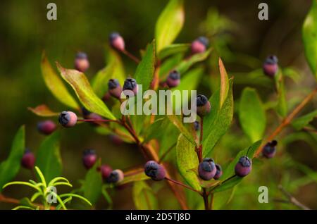 Frutti porpora o bacche e foglie di Myrtle comune (Myrtus communis). Parco naturale di Arrabida, Setubal, Portogallo. Foto Stock