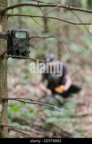 Fotocamera da caccia in colori camuffati attaccati all'albero di abete rosso, cacciatore visibile sullo sfondo. Caccia, sorveglianza e concetti tecnologici Foto Stock