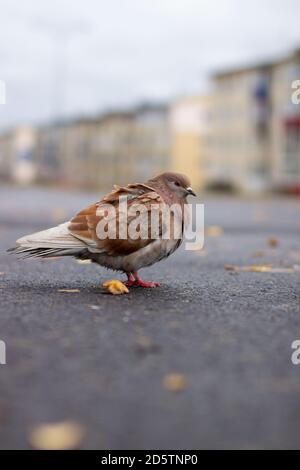 Bella colorazione marrone piccione e bianco su asfalto in urbano autunno Foto Stock