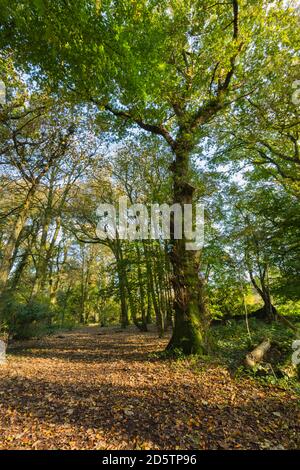 Quercia in bosco misto in Galles. Foto Stock
