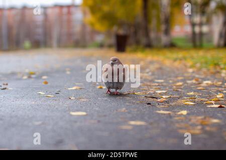 Bella colorazione marrone piccione e bianco su asfalto in urbano autunno Foto Stock