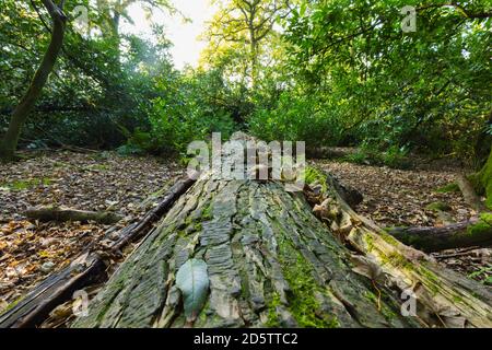 Tronco di albero caduto a Pembrokeshire, Galles. Foto Stock