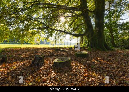 Autunno luce del sole che splende su un faggio in boschi misti in Galles. Foto Stock