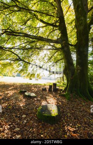 Autunno luce del sole che splende su un faggio in boschi misti in Galles. Foto Stock