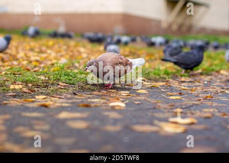 Bella colorazione marrone piccione e bianco su asfalto in urbano autunno Foto Stock