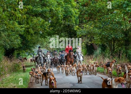 Harston, Grantham, Lincolnshire - il Belvoir Hounds fuori per l'esercitazione montata del hound del mattino Foto Stock