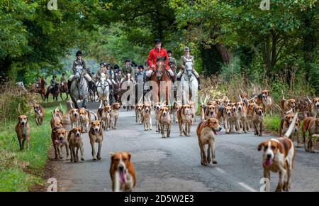 Harston, Grantham, Lincolnshire - il Belvoir Hounds, fuori per l'esercitazione montata del hound del mattino Foto Stock