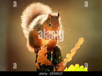 Uno scoiattolo rosso invecchia cibo tra le foglie autunnali nella riserva di Widdale Red Squirrel nel Nord Yorkshire. Foto Stock