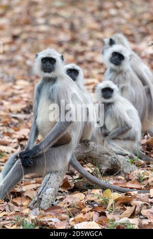 Il langur grigio (Semnopithecus) adotta le pose quasi umane-simili nel boscoso Habitat dell'India Foto Stock