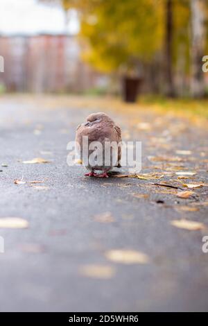 Bella colorazione marrone piccione e bianco su asfalto in urbano autunno Foto Stock