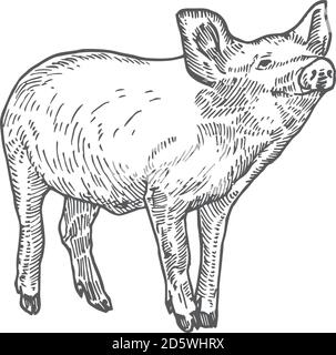 Piggie Doodle Illustrazione vettoriale disegnata a mano. Schizzo astratto di animali domestici. Disegno stile incisione. Illustrazione Vettoriale