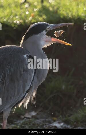 Heron giocare con il cibo all'inizio del giorno d'autunno Foto Stock