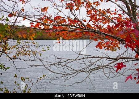 Giornata nuvolosa al lago di Audubon Plainsboro Preserve con autunno colori fogliame sulle loro ultime gambe -04 Foto Stock
