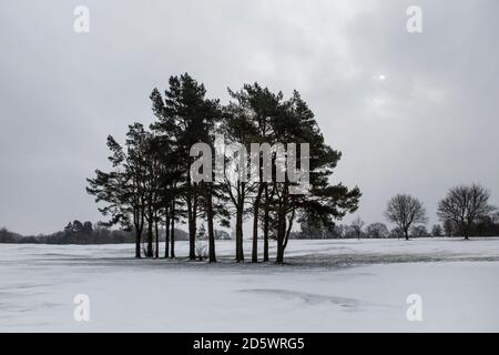 Paesaggio invernale con alberi di pino Foto Stock