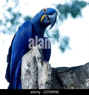 Pappagallo Blue Spix's macaw primo piano seduto sull'albero Foto Stock