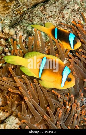 Pesce pagliaccio del Mar Rosso, anemonefish a due bande, Anphiprion bicintus, Mar Rosso, Egitto Foto Stock
