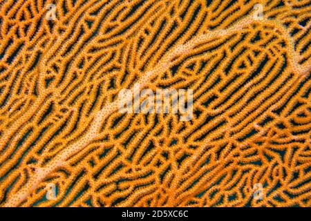 Gorgonian, Sea Fan, fruste marine, Coral Reef, Atollo di Ari Sud, Maldive, Oceano Indiano, Asia Foto Stock