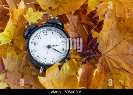 Una sveglia analogica nera retrò si trova su foglie di acero lucenti. Foto Stock