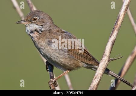 Comune Whitegola (Sylvia communis) arroccato, Cornovaglia, Inghilterra, Regno Unito. Foto Stock