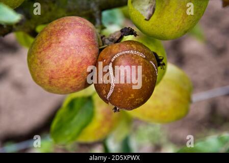 Apple Sawfly (Hoplocampa testudinea) danno a una mela Foto Stock