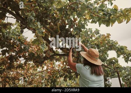 Una donna in un cappello che raccoglie grappoli di uva dal suo giardino. Concetto Orchard Foto Stock