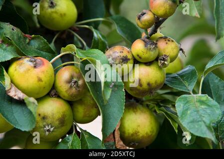 Buca amara sulle mele Foto Stock