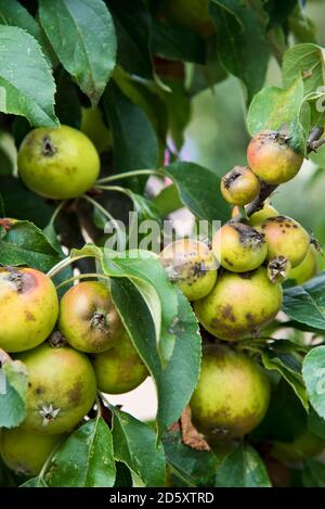 Buca amara sulle mele Foto Stock