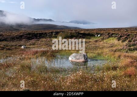 Erba di cotone, Moss di Sphagnum e Heather che crescono in una coperta di Peatland Bog Habitat, Sutherland, Highland, Scozia, Regno Unito Foto Stock