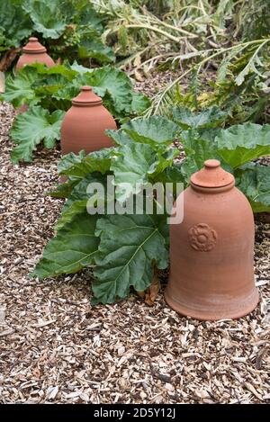 Rabarbaro in terracotta forzando il pot in un letto di rabarbaro. Foto Stock