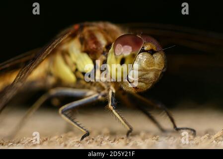 Ritratto di comune darter, Sympetrum striolatum Foto Stock