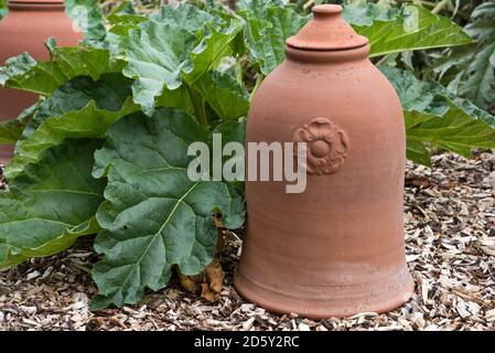 Rabarbaro in terracotta forzando il pot in un letto di rabarbaro. Foto Stock