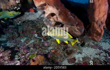 Indonesia, Bali, Nusa Lembongan, dolcetto a coste, Plectorhinchus politaenia Foto Stock