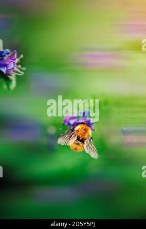 L'Italia, Overhead shot di bumblebbe appollaiate su Viper dell Bugloss, Echium vulgare Foto Stock