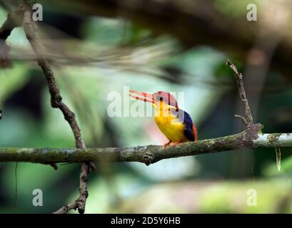 Malesia, Borneo, Sabah, Sepilok riserva naturale, orientale nana kingfisher perching on twig Foto Stock